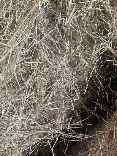 top quality hay