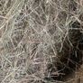 top quality hay Image 2