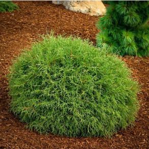 Thuja Occidentalis Mr. Bowling Ball