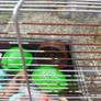 Hamsters cage Image 8