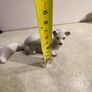 Weasel ferret laska Soviet Russian porcelain figurine USSR PAST CENTUR Image 3