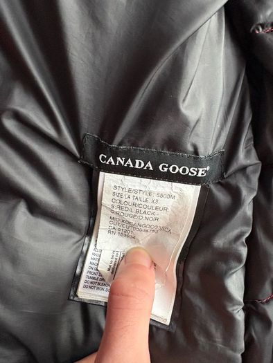 canada goose