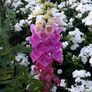 Foxglove Seeds / Foxglove Plants Image 2