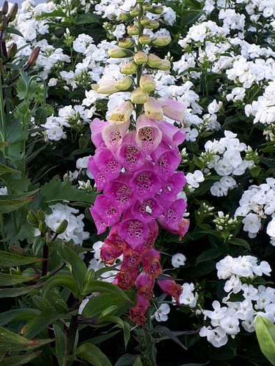 Foxglove Seeds / Foxglove Plants