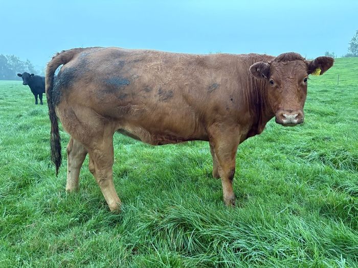 Heifers