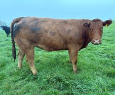 Heifers