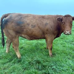 Heifers