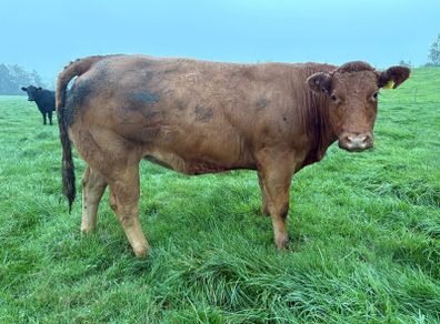 Heifers