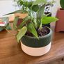 Self-Draining Plant Pot Image 4