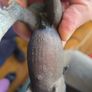 20 Schleich Horses Image 2