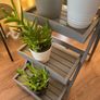 Plants and plant stand Image 2