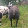 Dutch Spotted sheep Image 6