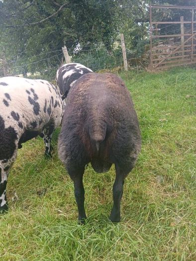 Dutch Spotted sheep