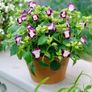 (T) Torenia Wishbone Flower Kauai Magenta seeds (10s) (415526) Image 3