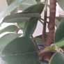 Healthy Mature Rubber Plant (Ficus Elastica) Image 5