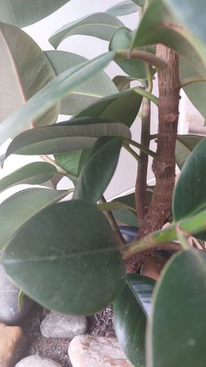 Healthy Mature Rubber Plant (Ficus Elastica)