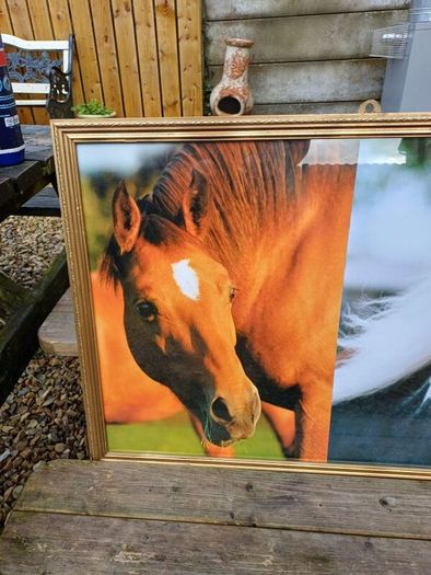 Vintage Equestrian Picture