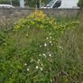 A wild garden Image 4