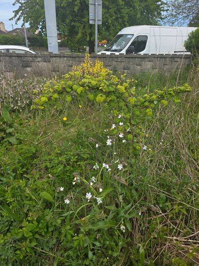 A wild garden