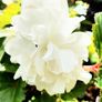 Begonia Grandiflora White Red Pink Image 2