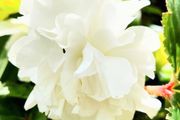 Begonia Grandiflora White Red Pink