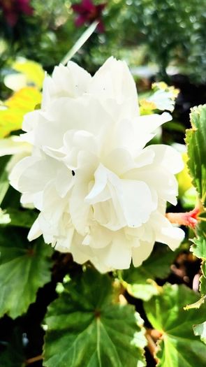 Begonia Grandiflora White Red Pink