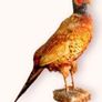 Vintage Taxidermy Pheasant Mount Image 9