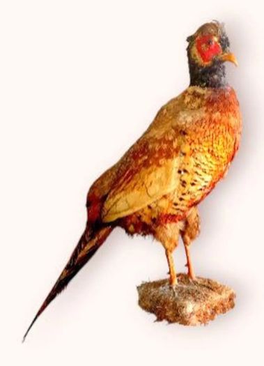 Vintage Taxidermy Pheasant Mount