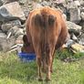 Dexter cow in calf and heifer 15 months old Image 3