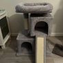 cat Image 3