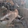 ducks Image 2