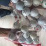 golf balls Image 10