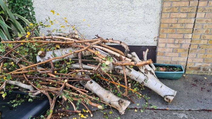firewood free