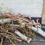 firewood free Image 2