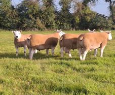 Pedigree Texel Rams
