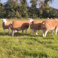 Pedigree Texel Rams