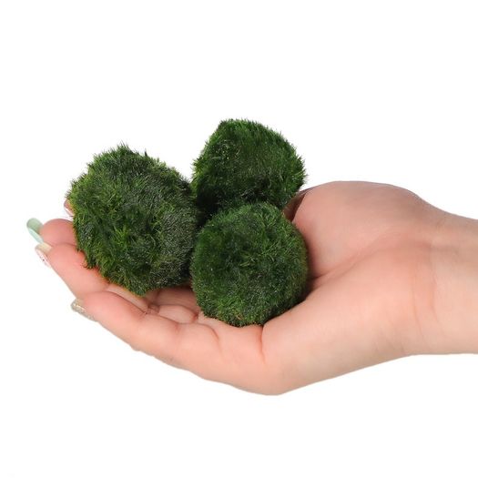 Cladophora 4-5cm - 10pcs (live Moss)