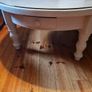 Coffee Table - Free this week - Moving house Image 3