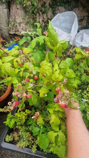 raspberries