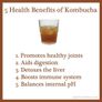 Kombucha scoby Image 2