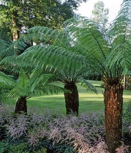 Tree Ferns-Dicksonia antarctica