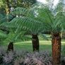 Tree Ferns-Dicksonia antarctica Image 4