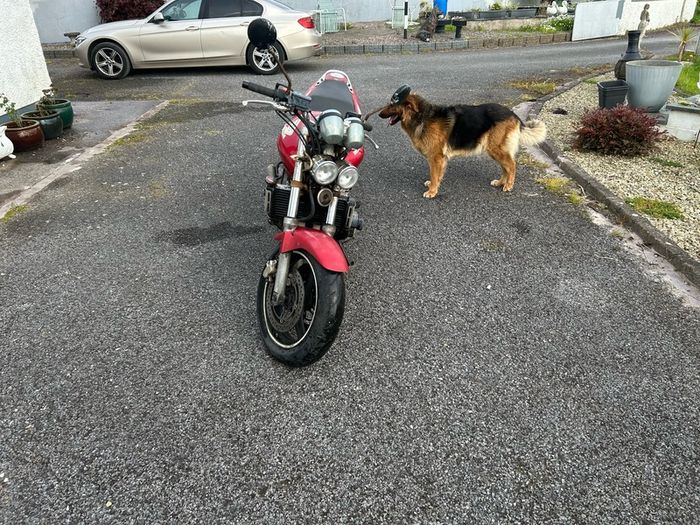 Honda Hornet 600