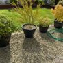 garden plants Image 5