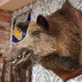 Vintage Wild Boar Shoulder Mount Image 2