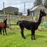 Stud Alpaca & Female Alpaca with Cria Image 5