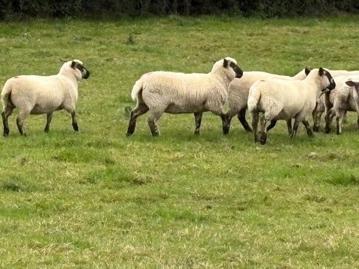 Hoggets