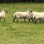 Hoggets Image 5