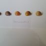 Holly Somerville print Image 3