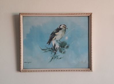 PICTURE - Print - Vintage - Goldfinch